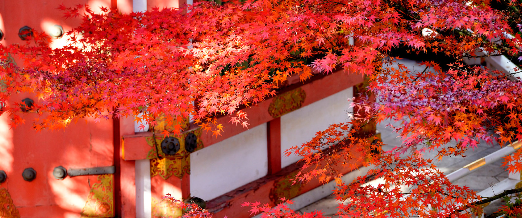 momiji